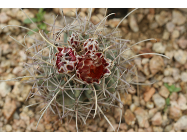 Ferocactus hamatacanthus var. hamatacanthus (Turk's head) #37601