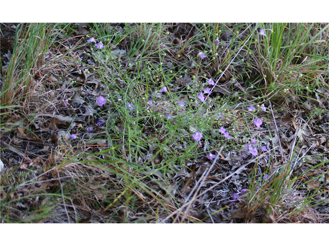 Agalinis edwardsiana (Plateau false foxglove) #37623