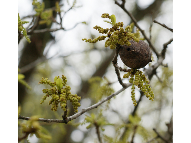 Quercus fusiformis (Escarpment live oak) #37628