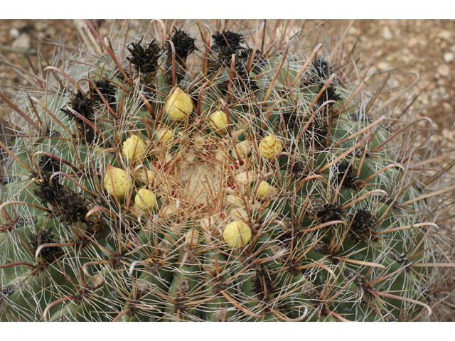 Ferocactus wislizeni (Candy barrel) #37661