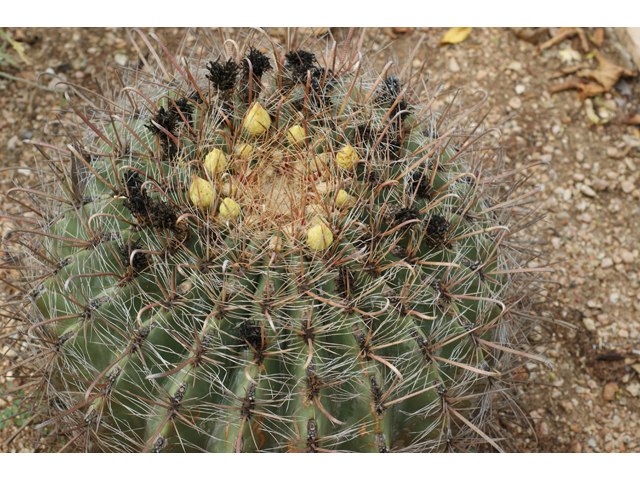 Ferocactus wislizeni (Candy barrel) #37662