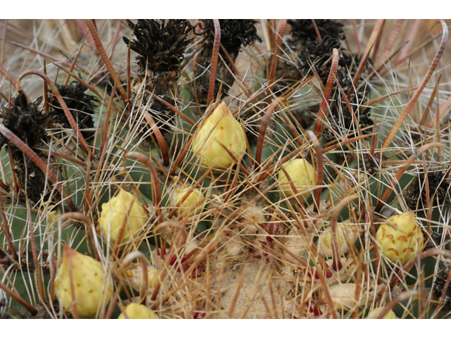 Ferocactus wislizeni (Candy barrel) #37663