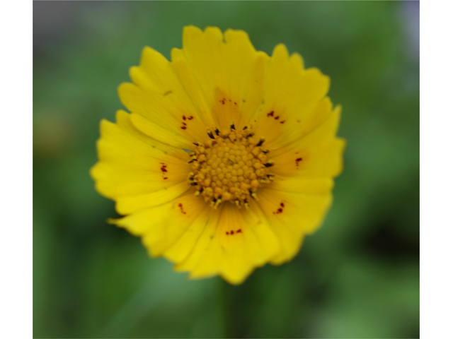 Coreopsis nuecensis (Crown tickseed) #37750