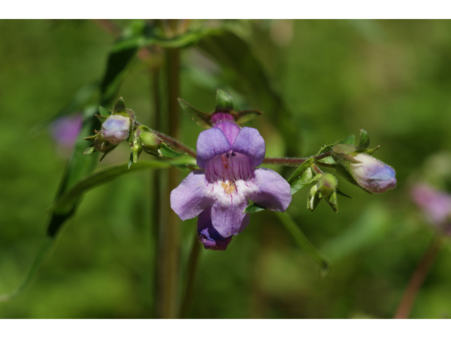 Penstemon tenuis (Brazos penstemon) #37763