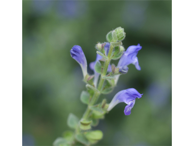 Scutellaria ovata ssp. bracteata (Heartleaf skullcap) #37781