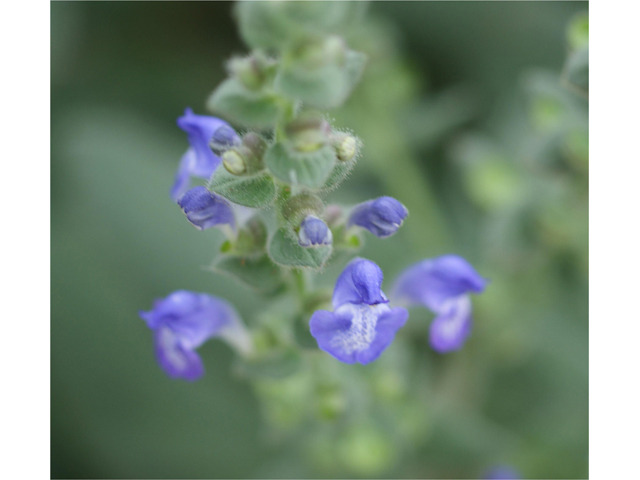 Scutellaria ovata ssp. bracteata (Heartleaf skullcap) #37783