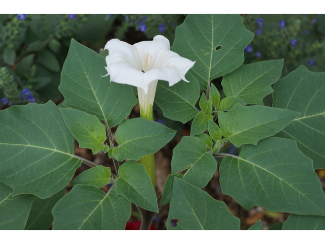 Datura wrightii (Jimsonweed) #37828