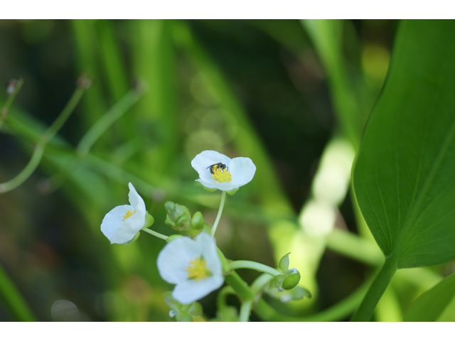 Sagittaria lancifolia (Lanceleaf arrowhead) #37841