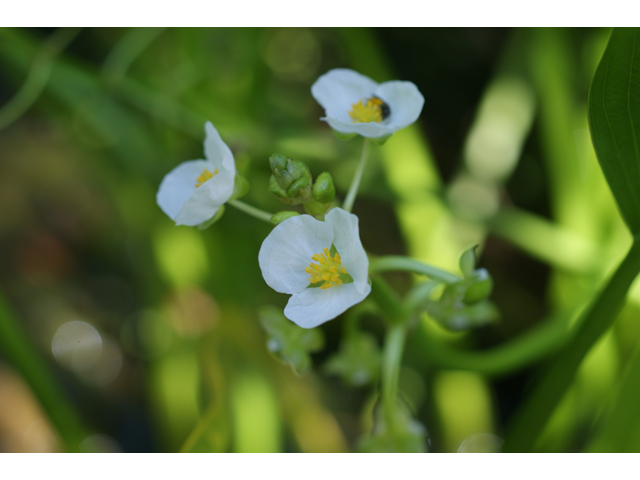 Sagittaria lancifolia (Lanceleaf arrowhead) #37842