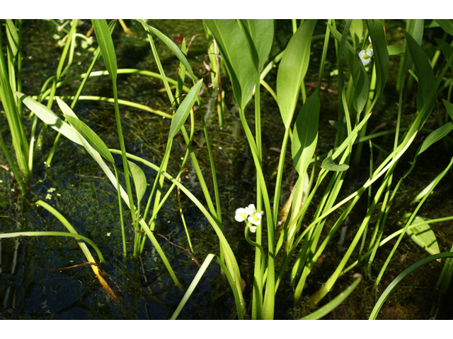 Sagittaria lancifolia (Lanceleaf arrowhead) #37843