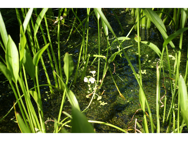 Sagittaria lancifolia (Lanceleaf arrowhead) #37844