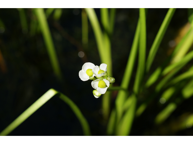 Sagittaria lancifolia (Lanceleaf arrowhead) #37846