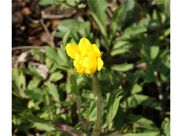 Ranunculus macranthus (Large buttercup) #37847