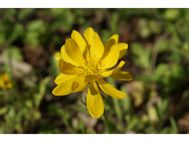 Ranunculus macranthus (Large buttercup) #37855