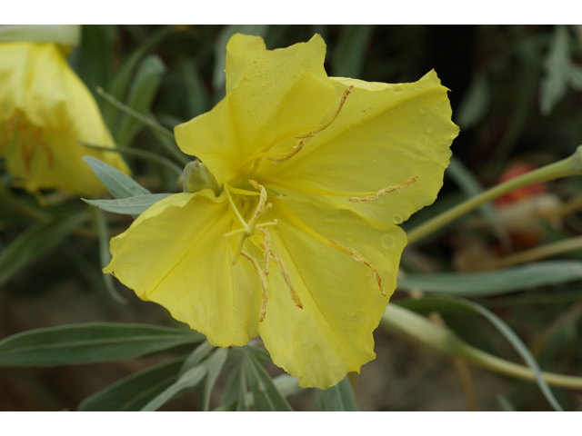 Oenothera macrocarpa (Bigfruit evening-primrose) #37922