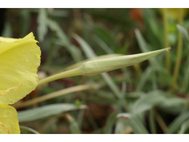 Oenothera macrocarpa (Bigfruit evening-primrose) #37926