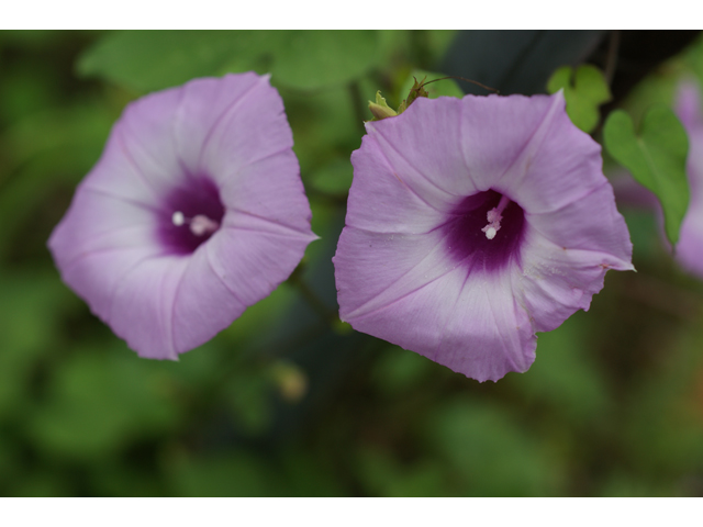 Ipomoea cordatotriloba (Tievine) #37933