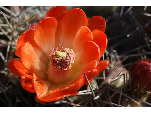 Echinocereus triglochidiatus (Claret cup) #37957