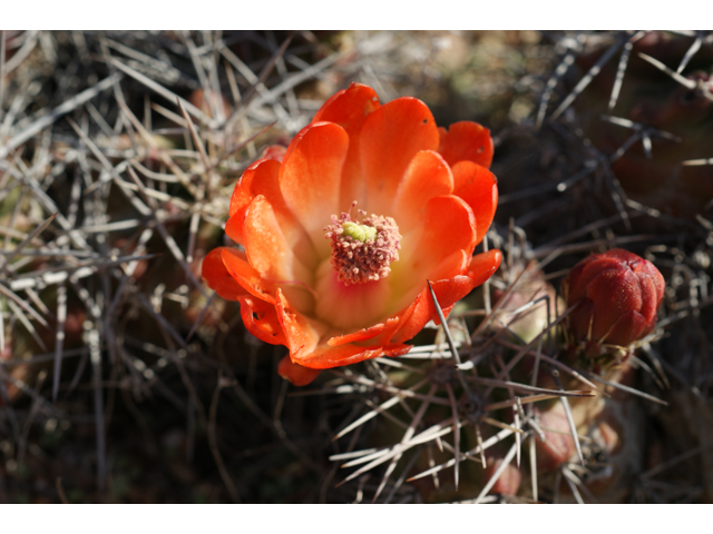 Echinocereus triglochidiatus (Claret cup) #37958