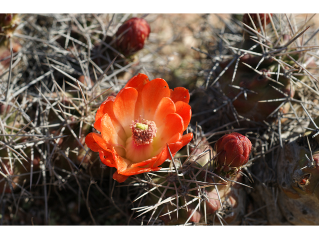 Echinocereus triglochidiatus (Claret cup) #37959