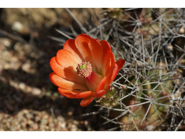 Echinocereus triglochidiatus (Claret cup) #37960