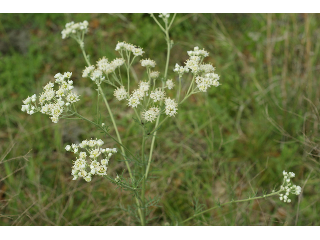 Hymenopappus scabiosaeus var. corymbosus (Carolina woollywhite) #37963