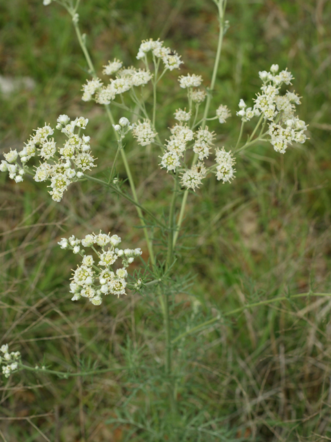 Hymenopappus scabiosaeus var. corymbosus (Carolina woollywhite) #37964