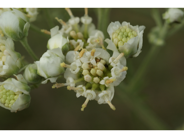 Hymenopappus scabiosaeus var. corymbosus (Carolina woollywhite) #37966