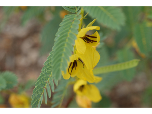 Chamaecrista fasciculata (Partridge pea) #37982