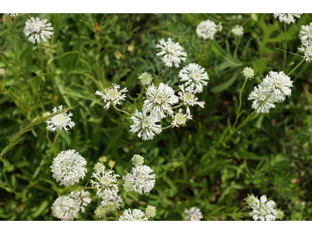 Marshallia caespitosa (Barbara's-buttons) #38152