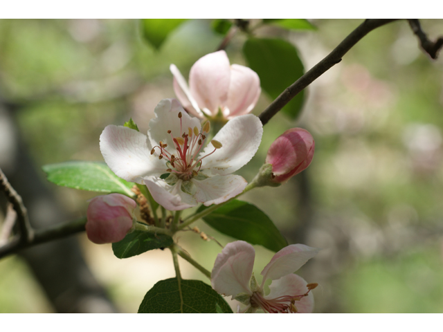 Malus ioensis var. texana (Texas crabapple) #38178