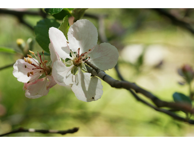 Malus ioensis var. texana (Texas crabapple) #38194