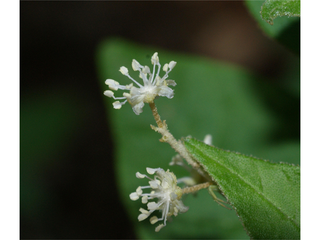 Croton fruticulosus (Bush croton) #38260