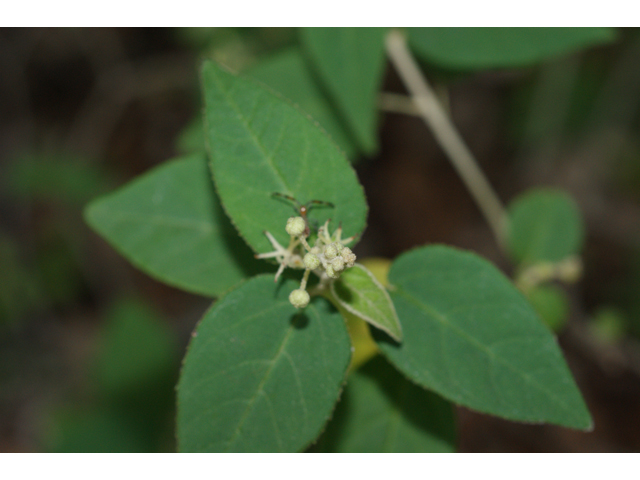 Croton fruticulosus (Bush croton) #38261