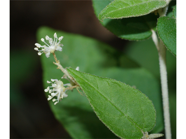 Croton fruticulosus (Bush croton) #38262