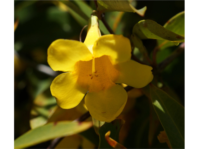 Gelsemium sempervirens (Carolina jessamine) #38293