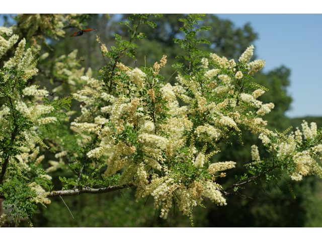 Senegalia wrightii (Wright acacia) #38331