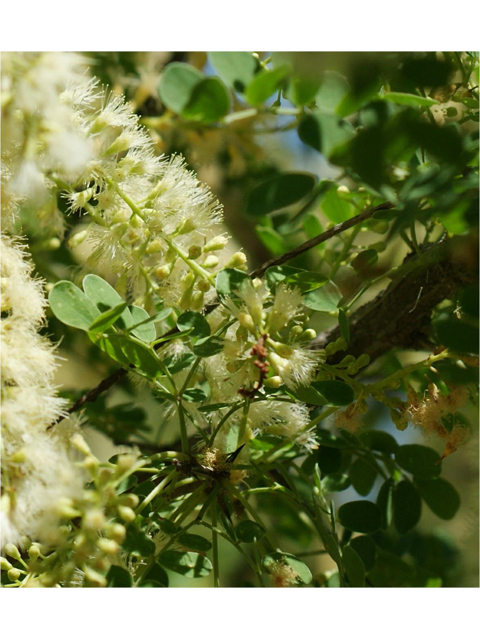 Senegalia wrightii (Wright acacia) #38332