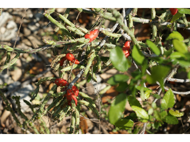 Cylindropuntia leptocaulis (Tasajillo) #38364