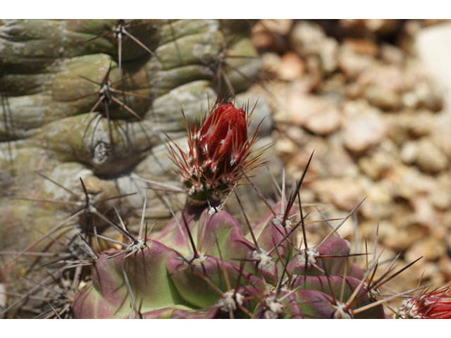 Echinocereus triglochidiatus (Claret cup) #38365