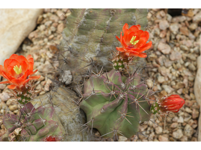 Echinocereus triglochidiatus (Claret cup) #38369