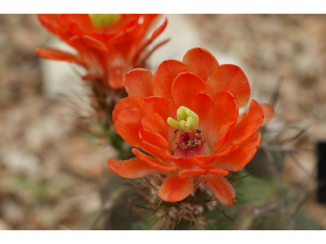 Echinocereus triglochidiatus (Claret cup) #38370