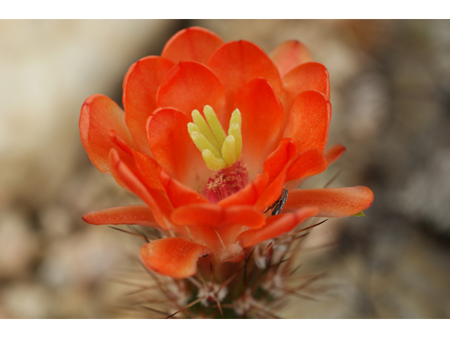 Echinocereus triglochidiatus (Claret cup) #38371