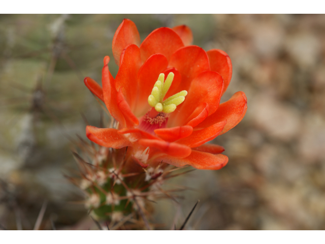 Echinocereus triglochidiatus (Claret cup) #38374