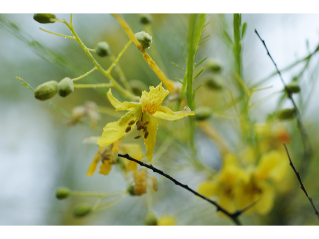 Parkinsonia aculeata (Retama) #38478