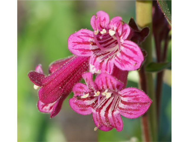 Penstemon triflorus (Hill country penstemon) #39546