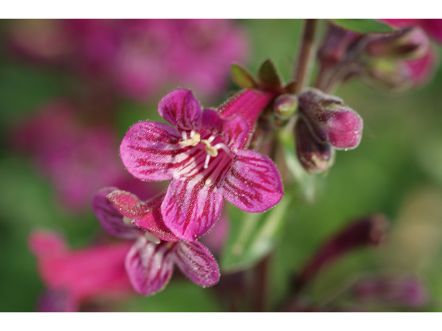 Penstemon triflorus (Hill country penstemon) #39548