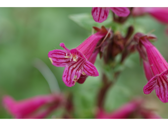 Penstemon triflorus (Hill country penstemon) #39551