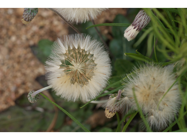 Chaptalia texana (Texas silverpuff) #39567