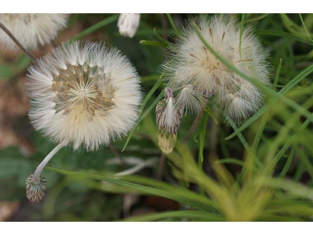 Chaptalia texana (Texas silverpuff) #39569